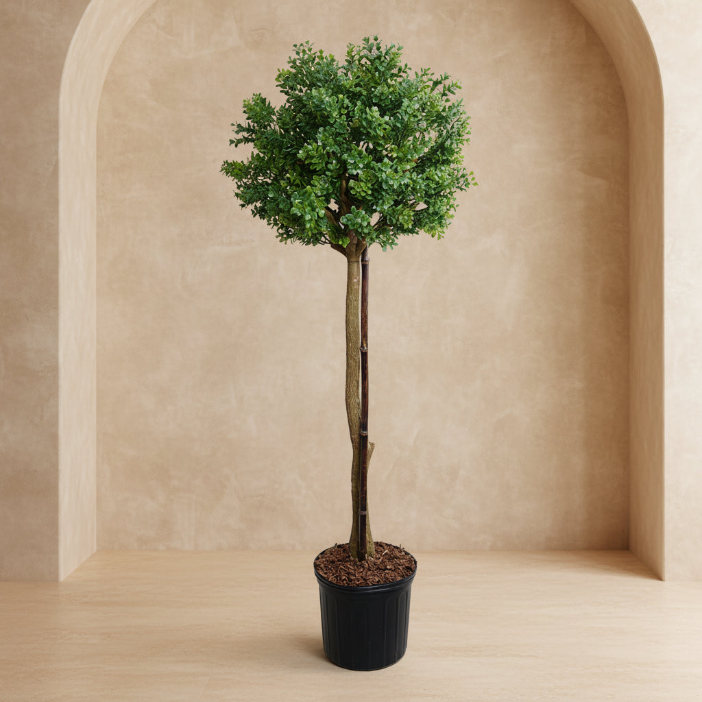 Boxwood Branch Tree - TidyPlant