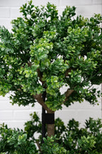 Boxwood Branch Tree - TidyPlant