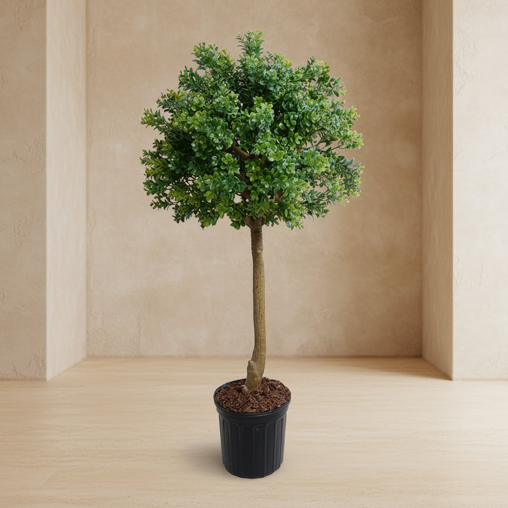 Boxwood Branch Tree - TidyPlant