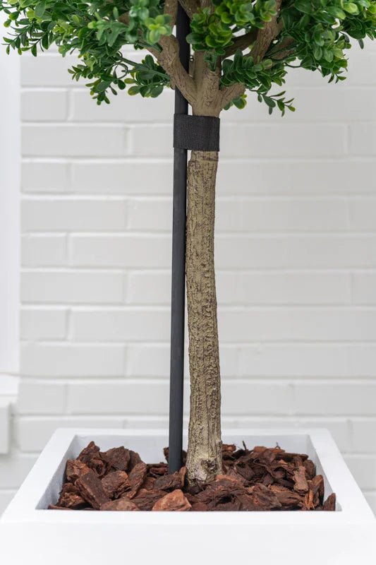 Boxwood Branch Tree - TidyPlant