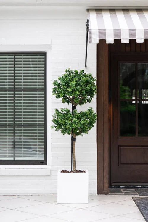 Boxwood Branch Tree - TidyPlant