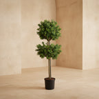 Boxwood Branch Tree - TidyPlant
