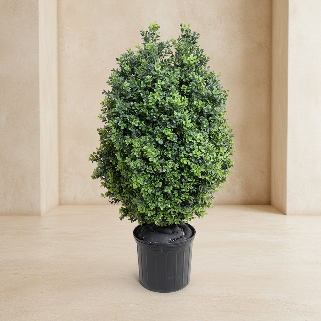 Boxwood Shrub - TidyPlant