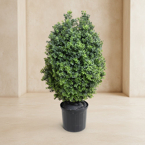 Boxwood Shrub - TidyPlant