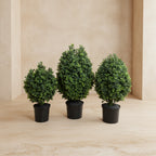 Boxwood Shrub - TidyPlant