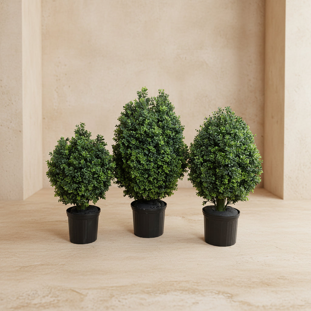 Boxwood Shrub - TidyPlant