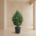 Boxwood Shrub - TidyPlant