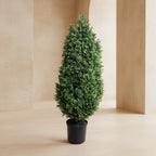 Boxwood Shrub - TidyPlant
