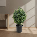 Boxwood Shrub - TidyPlant