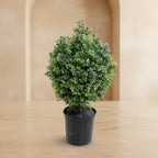 Boxwood Shrub - TidyPlant
