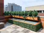 Boxwood Shrub - TidyPlant