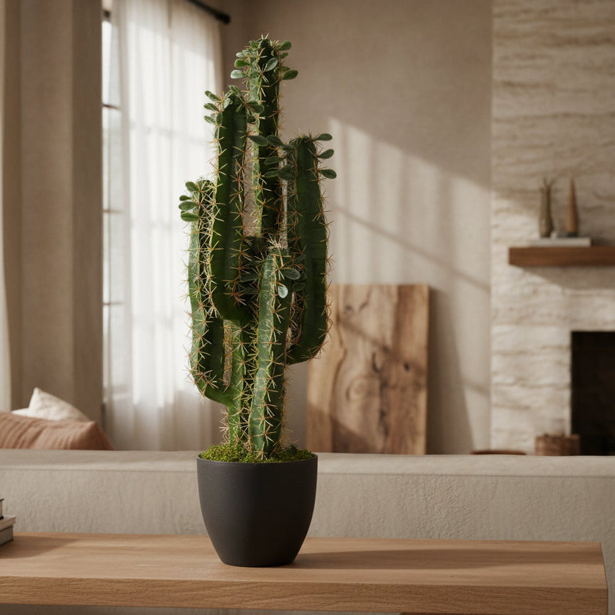 Potted cactus plant on a white background