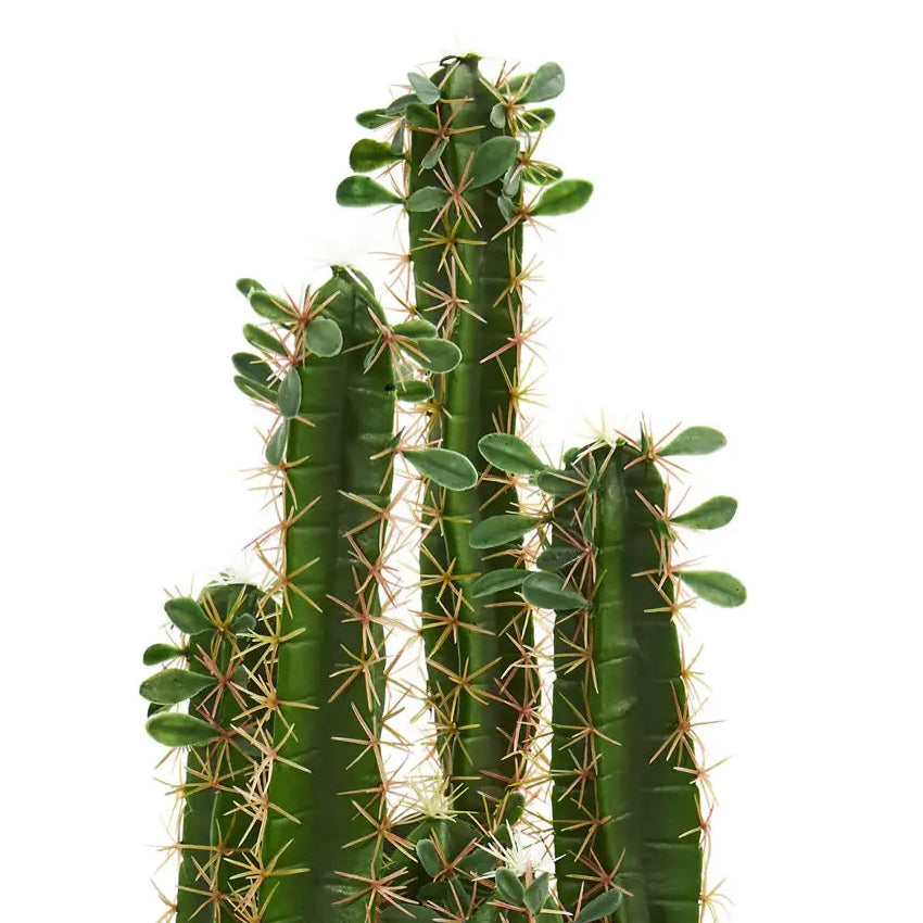 Upright Desert Cactus