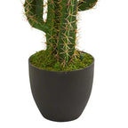 Upright Desert Cactus