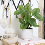Calathea Plant - TidyPlant