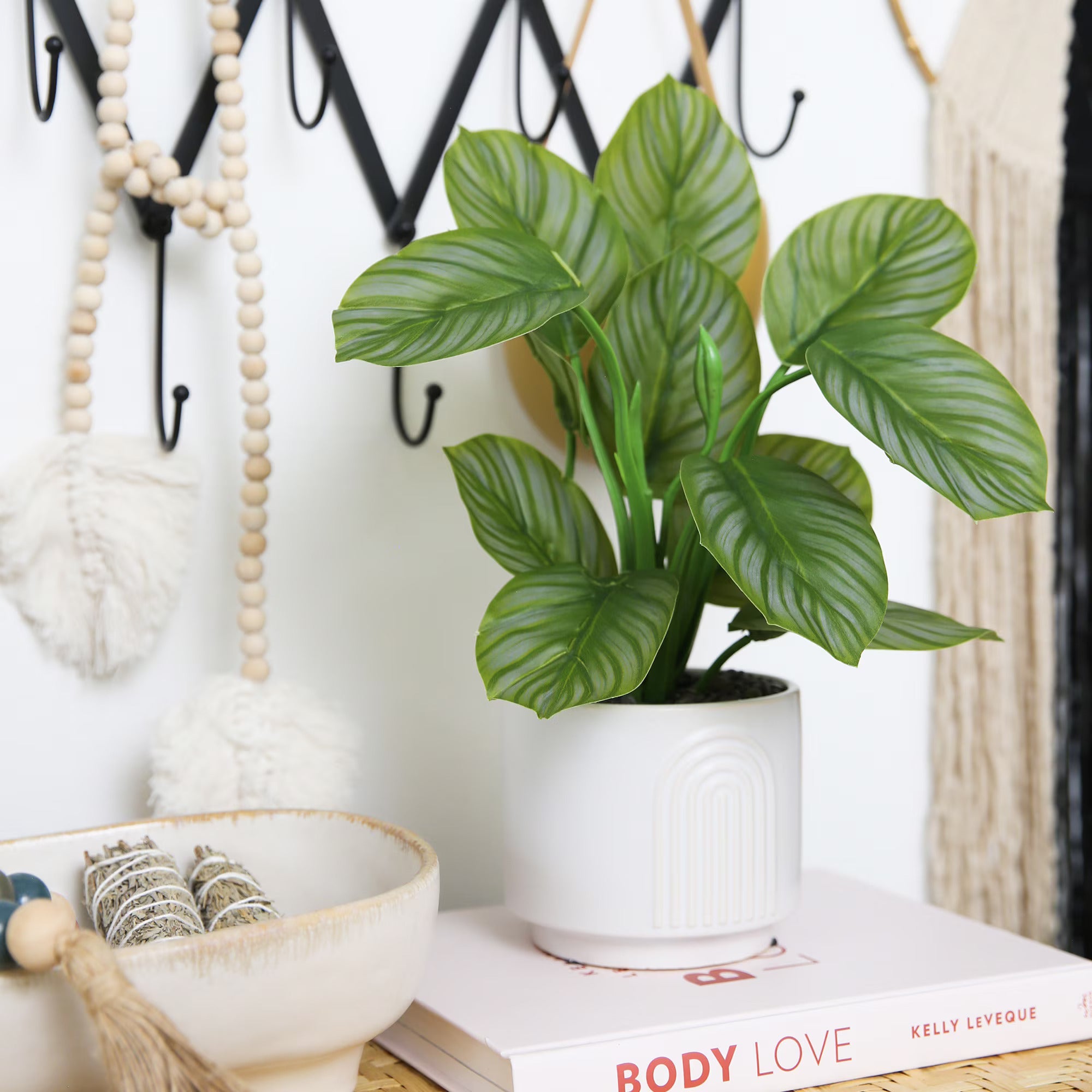 Calathea Plant - TidyPlant