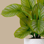 Calathea Plant - TidyPlant