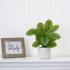 Calathea Plant - TidyPlant