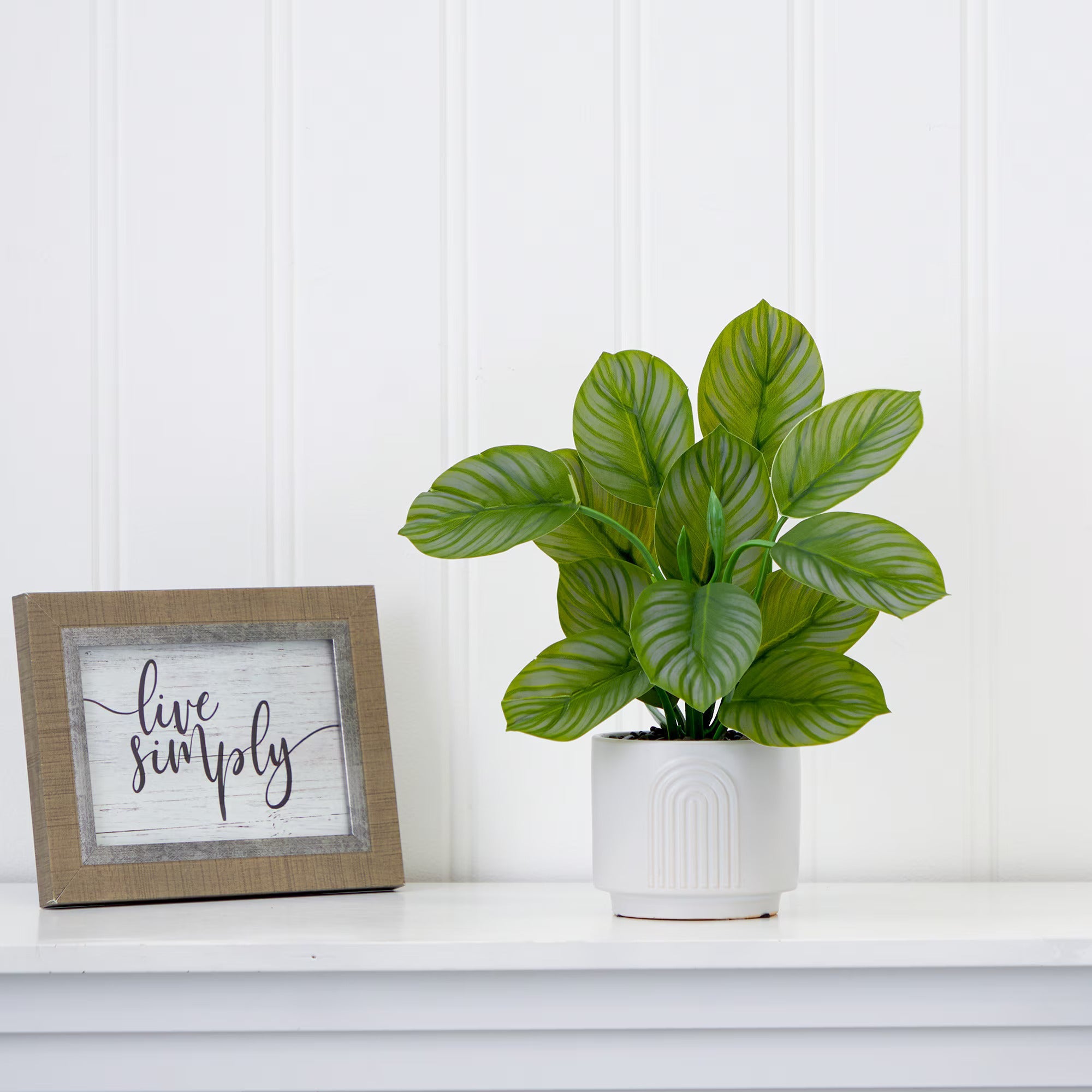 Calathea Plant - TidyPlant