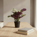 Calathea Plant - TidyPlant