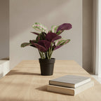Calathea Plant - TidyPlant