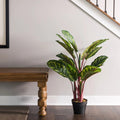 Calathea Plant - TidyPlant