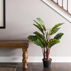 Calathea Plant - TidyPlant