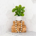 Calathea Plant - TidyPlant