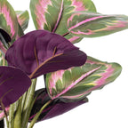 Calathea Plant - TidyPlant