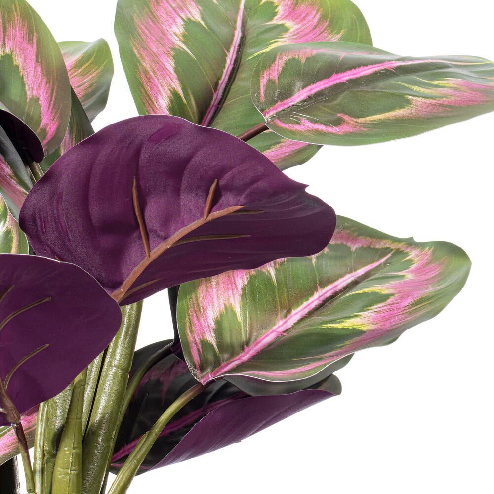 Calathea Plant - TidyPlant