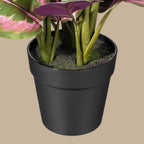 Calathea Plant - TidyPlant