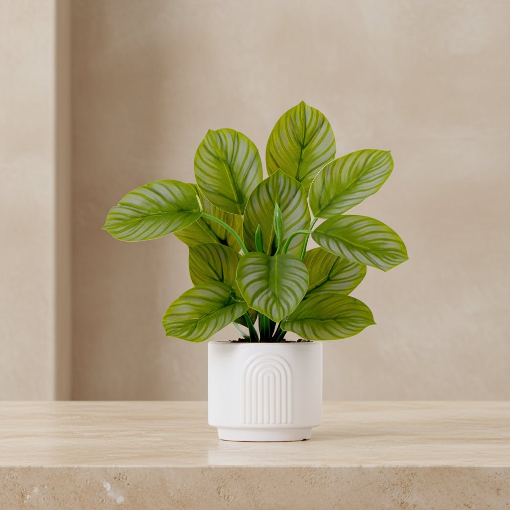 Calathea Plant - TidyPlant
