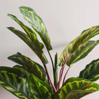 Calathea Plant - TidyPlant