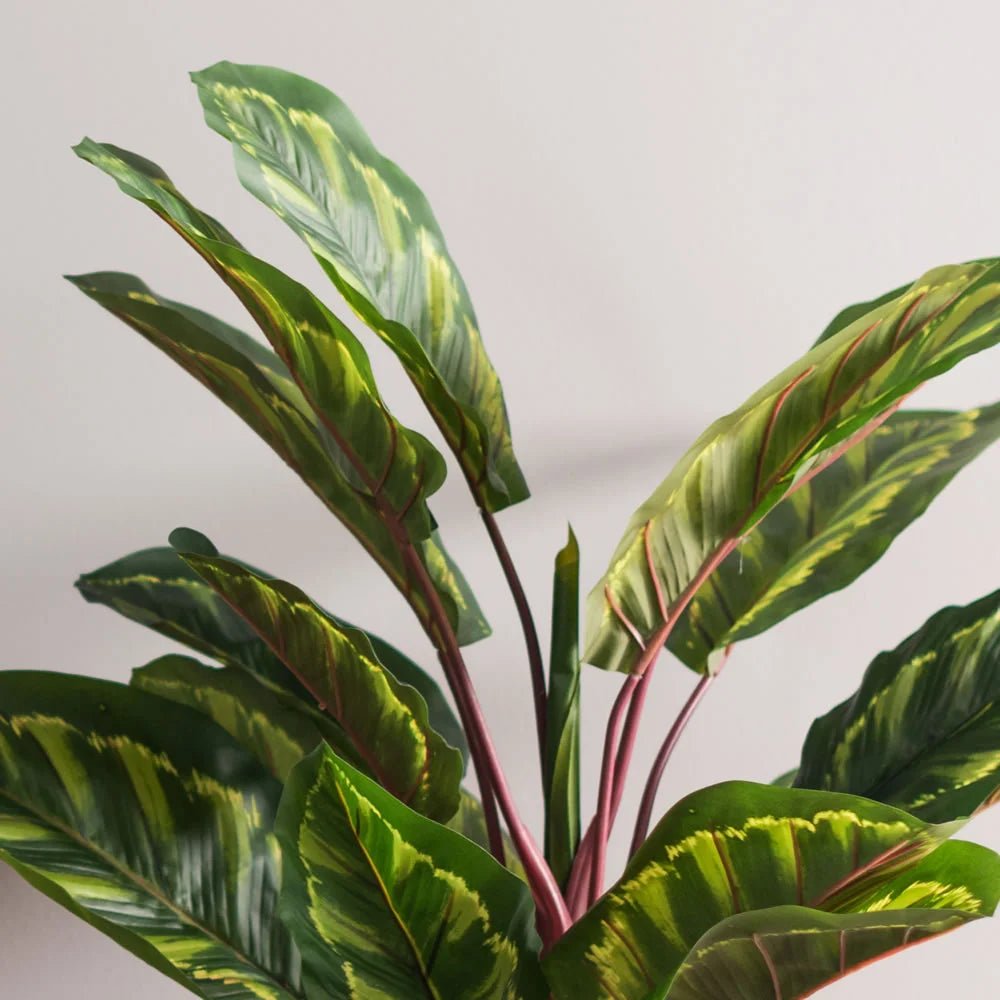 Calathea Plant - TidyPlant