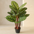 Calathea Plant - TidyPlant