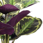 Calathea Plant - TidyPlant