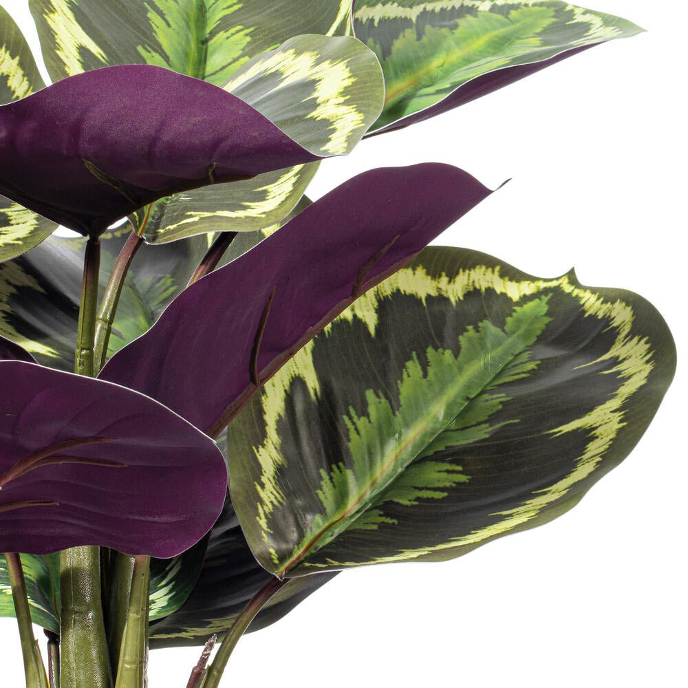 Calathea Plant - TidyPlant