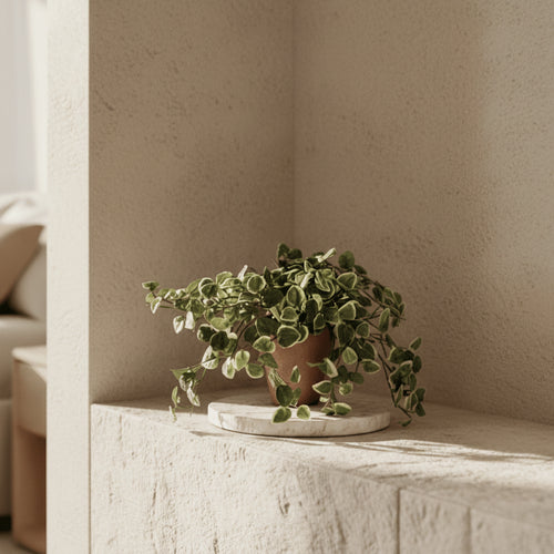 Cascading Creeping Fig - TidyPlant
