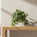 Cascading Pothos Plant - TidyPlant