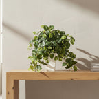 Cascading Pothos Plant - TidyPlant