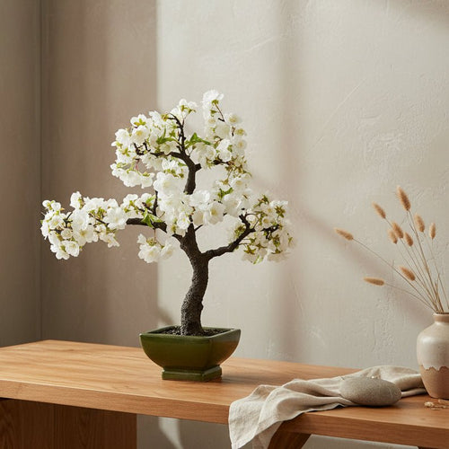 Cherry Blossom Bonsai - TidyPlant