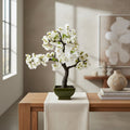 Cherry Blossom Bonsai - TidyPlant