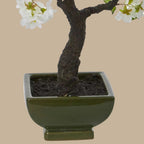 Cherry Blossom Bonsai - TidyPlant