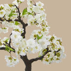 Cherry Blossom Bonsai - TidyPlant