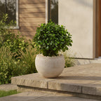 Compact Eucalyptus Plant - TidyPlant