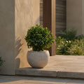 Compact Eucalyptus Plant - TidyPlant