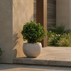 Compact Eucalyptus Plant - TidyPlant