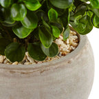 Compact Eucalyptus Plant - TidyPlant