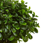 Compact Eucalyptus Plant - TidyPlant