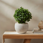 Compact Eucalyptus Plant - TidyPlant